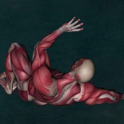 Anatomical Yoga: Muscles & Bones