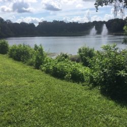 FREE Lakeside Yoga – Memorial Day